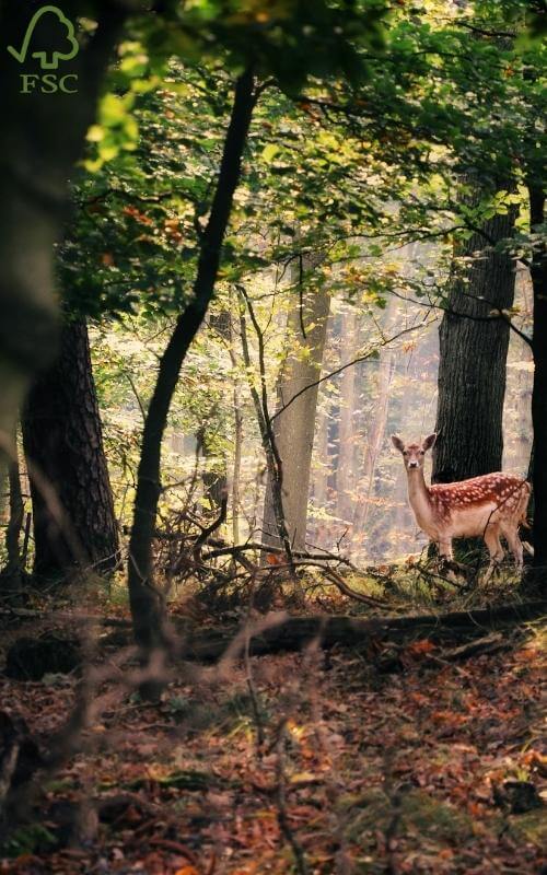 Our latest article looks into the FSC and how the world benefits from this non-profit organisation.