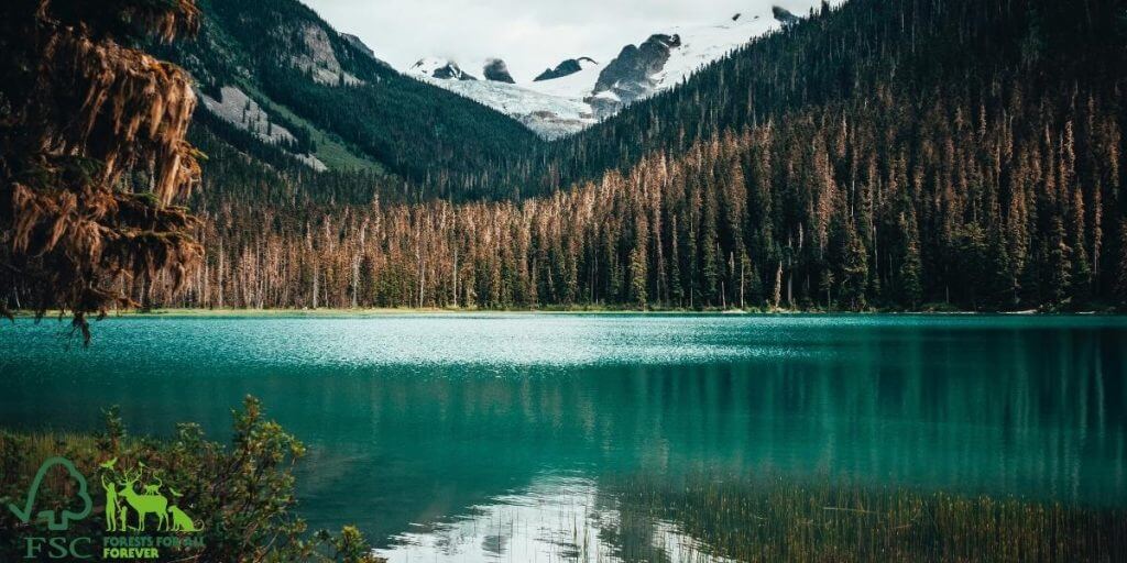 The Forest Stewardship Council (FSC for short) is a global not-for-profit organisation that is solely dedicated to ensuring the responsible management of the worlds forests.