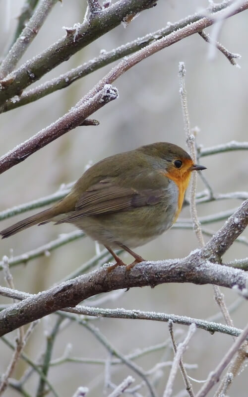Our latest posts shows how our collections of log and bin stpres can help prepare a garden for winter.