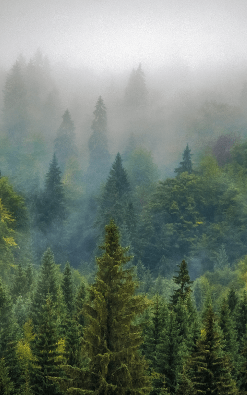 A Guide to Choosing the Right Type of Wood for Your Project