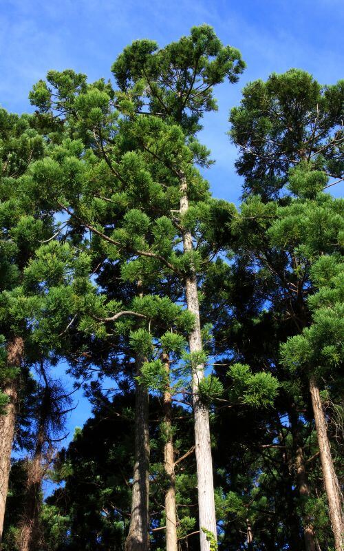 Our latest article, softwoods vs hardwoods looks at the differences between the two species.